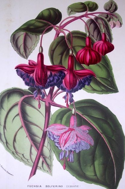 Louis Van Houtte, Belgian