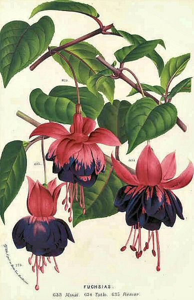 Louis van Houtte, botanical illustration, Fuchsias, 1877